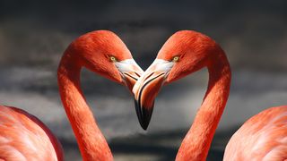 SMS-uri pentru Valentine's Day 2023. Cele mai frumoase mesaje pe care să le trimiți persoanei iubite pe 14 februarie