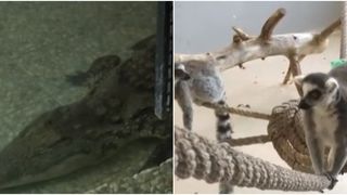 Animalele de la grădina zoologică din Sibiu sunt protejate de gerul de afară