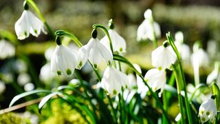 Meteorologii estimează că, spre jumătatea lunii martie , temperaturile vor fi, în general, mai ridicate decât cele normale pentru această perioadă