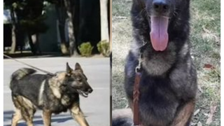 Proteo, un câine erou care făcea parte din echipa de salvatori din Turcia, a murit prins sub dărâmături