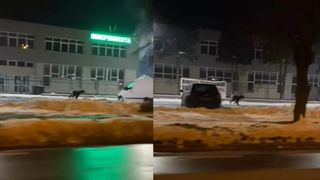 VIDEO: Un urs a creat panică pe străzile din Sibiu. A fost emis mesaj RO-Alert