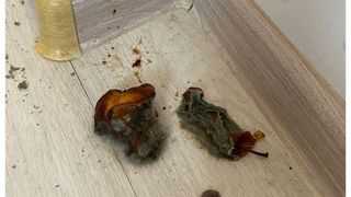 FOTO - Două chiriașe au lăsat o cocină de porci &icirc;n apartamentul din Ilfov unde au locuit. Proprietarii sunt șocați de ceea ce au descoperit