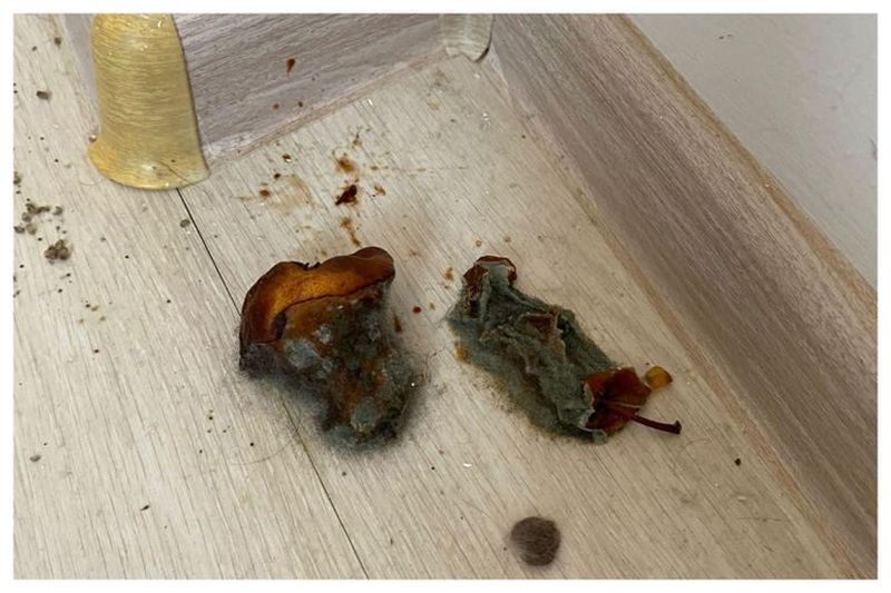 FOTO - Două chiriașe au lăsat o cocină de porci în apartamentul din Ilfov unde au locuit. Proprietarii sunt șocați de ceea ce au descoperit