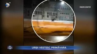 Urșii vestesc primăvara