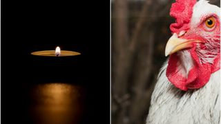 Un bărbat a murit după ce a fost atacat de o găină. El a fost găsit într-o baltă de sânge