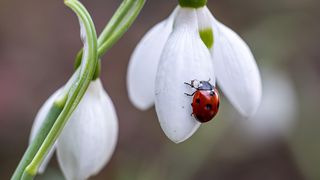 Prima zi de primăvară din 2023: Tradiții și obiceiuri pentru 1 Martie