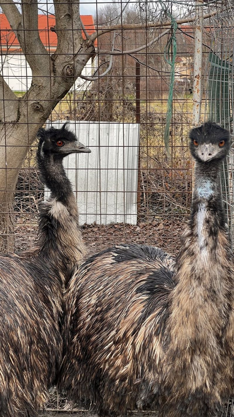 Incredibil! Cum a ajuns un tânăr din Arad să vândă un ou cu 150 de lei