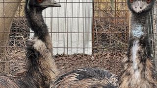 Incredibil! Cum a ajuns un t&acirc;năr din Arad să v&acirc;ndă un ou cu 150 de lei