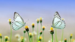 Mesaje de 1 martie 2023, prima zi de primăvară; ,, Primeşte primăvara în viaţă şi în suflet''