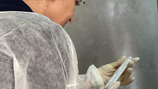 Legea porcului va introduce noi măsuri de protecție împotriva pestei porcine africane