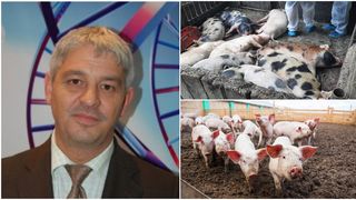 Legea porcului va introduce noi măsuri de protecție împotriva pestei porcine africane