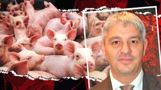 EXCLUSIV: Legea porcului va introduce noi măsuri de protecție împotriva pestei porcine africane/ ”Nimeni nu vrea să interzică creșterea porcilor! Se dorește doar respectarea unor reguli simple”