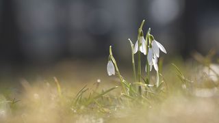 Mesaje de 1 martie 2023. Urări și felicitări superbe pentru prima zi de primăvară