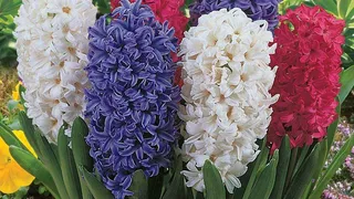 Cinci flori superbe de oferit &icirc;n luna martie. Ce semnifică și care este mesajul lor ascuns