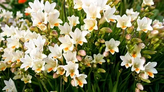 Cinci flori superbe de oferit &icirc;n luna martie. Ce semnifică și care este mesajul lor ascuns