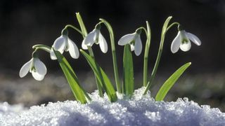 Cinci flori superbe de oferit &icirc;n luna martie. Ce semnifică și care este mesajul lor ascuns