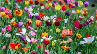 Cinci flori superbe de oferit în luna martie. Ce semnifică și care este mesajul lor ascuns