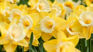 Cinci flori superbe de oferit &icirc;n luna martie. Ce semnifică și care este mesajul lor ascuns