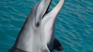 Fenomen rar în România. Cum au fost surprinși delfinii