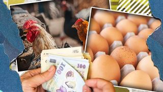 VIDEO- Gripa aviară scumpește ouăle. Ce spun fermierii