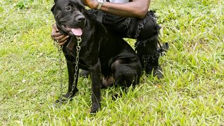 Amendă polițiști câini Lacul Morii. 