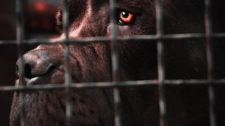 Amendă polițiști câini Lacul Morii. 