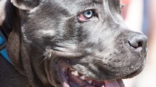 Amendă polițiști câini Lacul Morii. 