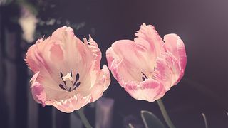 Urări de 1 Martie 2023. Mesaje și felicitări superbe pentru prima zi de primăvară