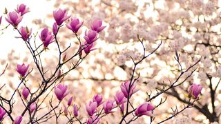 Mărțișor 2023. Tradiții și superstiții