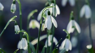 Felicitări de 1 Martie 2023. Urări și mesaje deosebite: „O primăvară fericită și împlinită!”