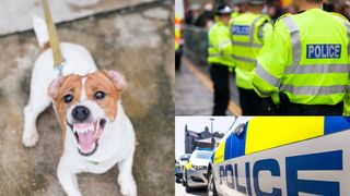 Un băiat și bunica lui au fost sf&acirc;șiați de un c&acirc;ine. Tragedia a avut loc &icirc;ntr-un parc