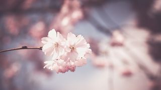 Cum va fi vremea în primele zile ale primăverii. Temperaturi de până la 17 grade