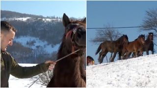 VIDEO- Asta-i România! Cei mai frumoși cai de rasă din țară se află la Roșia, județul Bihor