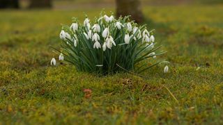 Cum se aleg babele la început de primăvară? 