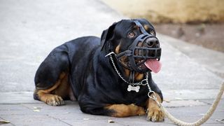 Cum să te aperi în cazul unui atac al câinilor