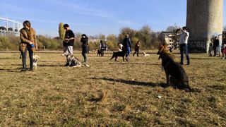 Cum să te aperi în cazul unui atac al câinilor