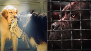 Sfaturi în exclusivitate pentru stirilekanald.ro din partea unui specialist în psihologia și comportamentul canin