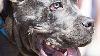 Cum să te aperi în cazul unui atac al câinilor