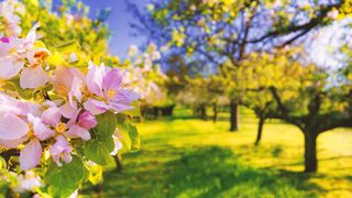 Cum se aleg moșii la început de primăvară?