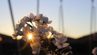 Cum se aleg moșii la început de primăvară?