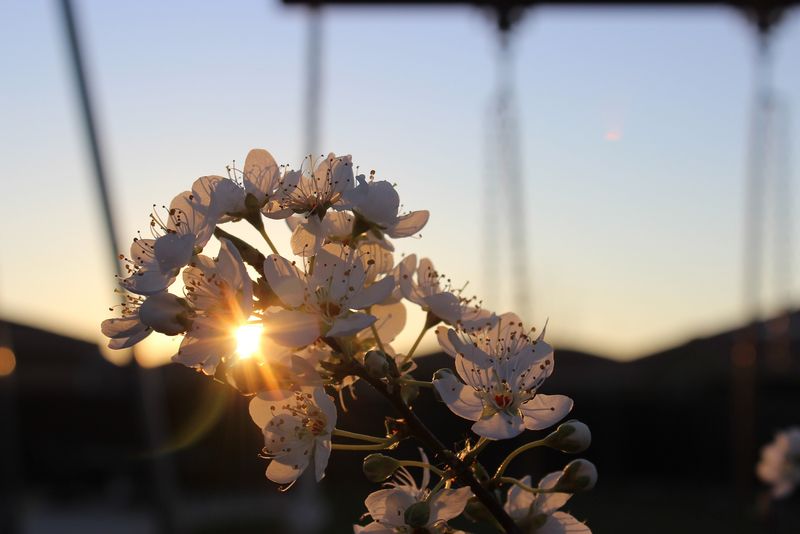 Cum se aleg moșii la început de primăvară?