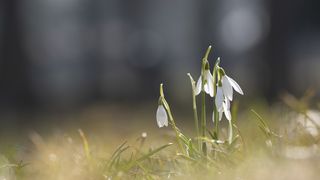 Mesaje de 1 Martie 2023. Urări și felicitări pentru prima zi de primăvară!