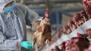 O fată de 11 ani infectată cu virusul gripei aviare H5N1 a murit