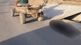 Act de cruzime la Bacău după ce un bărbat a ucis un câine pe care l-a legat de o căruţă