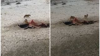 VIDEO - Haită de șacali, filmată &icirc;n Delta Dunării &icirc;n timp ce ataca o vită de 500 de kilograme