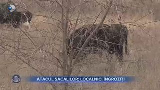 Atacul sacalilor, localnicii ingroziti