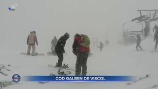 Cod galben de viscol