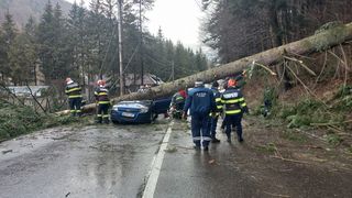 Momente de coșmar: un copac a căzut peste o mașină în mers, la Azuga. Trafic blocat pe DN1