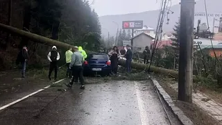 Autoturismul se afla &icirc;n mers &icirc;n momentul &icirc;n care bradul uriaș s-a prăbușit, pe DN1, la Azuga&nbsp;