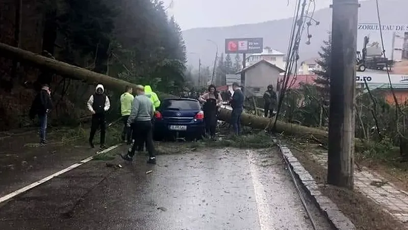 Autoturismul se afla în mers în momentul în care bradul uriaș s-a prăbușit, pe DN1, la Azuga 
